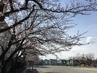 170406_校庭の桜.jpg